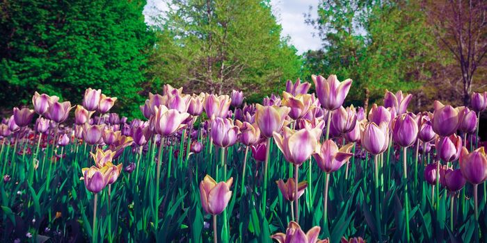 Purple tulip field viewed from the ground