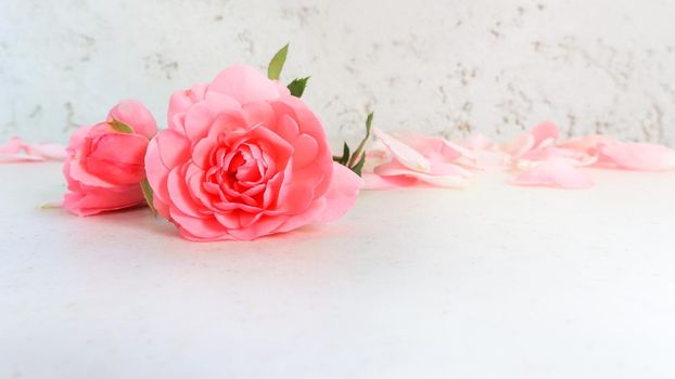 Pink roses and petals on white background. Perfect for background greeting cards and invitations of the wedding, birthday, Valentine's Day, Mother's Day.