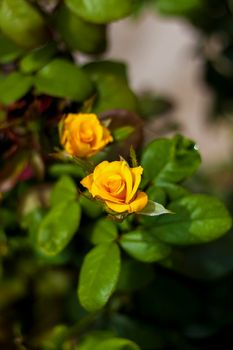 Beautiful yellow roses in the garden, roses for Valentine's Day or birthday. Yellow roses cover the garden