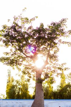 A baobab tree at sunset on a sunny day. Nature and trees in the park