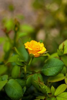 Beautiful yellow roses in the garden, roses for Valentine's Day or birthday. Yellow roses cover the garden