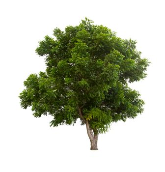 Beautiful green tree isolated on white background.