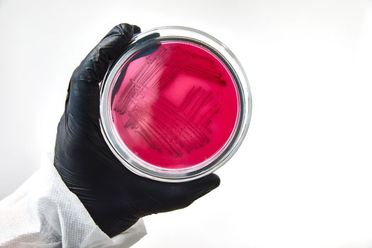 chemist wearing gloves at laboratory. testing process with glass plate and sample. viruses and health care concept. High quality photo