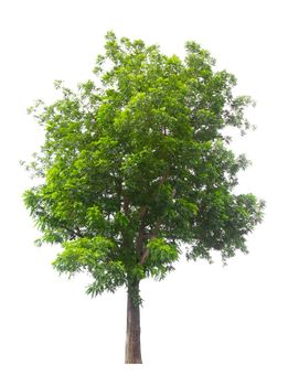 Beautiful green tree isolated on white background.