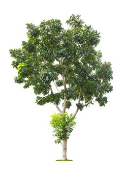 The freshness big green tree isolated on white background.