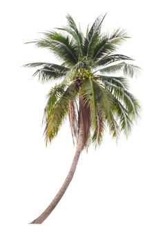 Coconut tree isolated on white background.