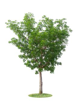 Beautiful green tree isolated on white background.