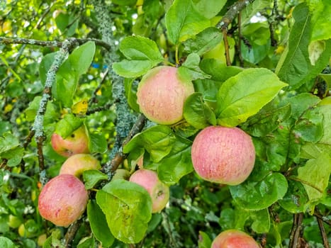 Apple trees in the garden with ripe red apples ready for harvest.