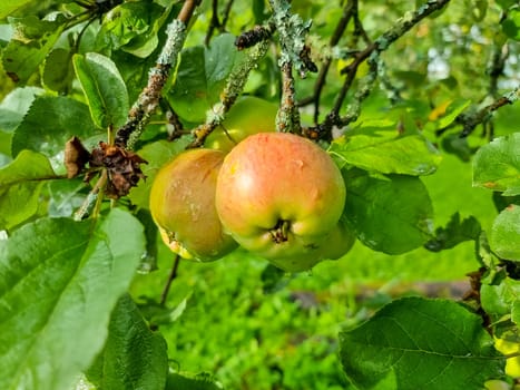 Apple trees in the garden with ripe red apples ready for harvest.
