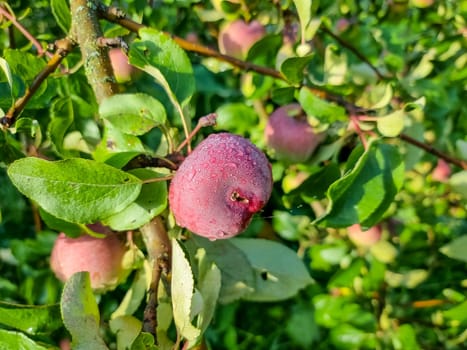 Apple trees in the garden with ripe red apples ready for harvest.
