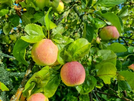 Apple trees in the garden with ripe red apples ready for harvest.
