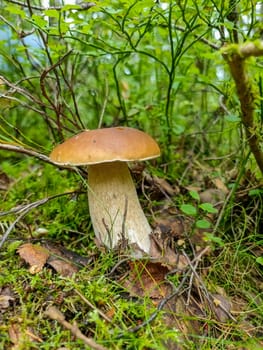 Cep or Boletus Mushroom growing on lush green moss in a forest, low angle view