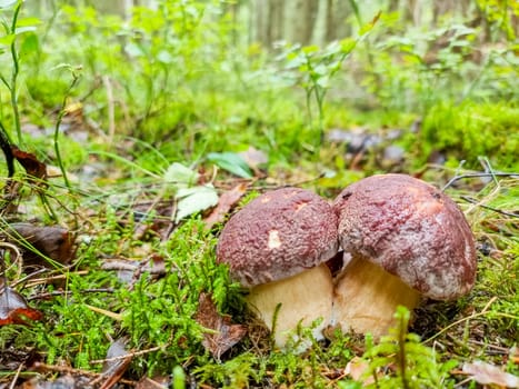 Cep or Boletus Mushroom growing on lush green moss in a forest, low angle view
