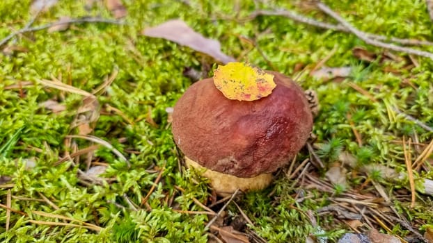 Cep or Boletus Mushroom growing on lush green moss in a forest, low angle view