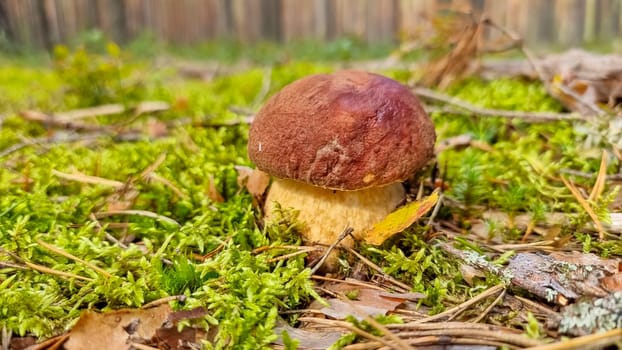 Cep or Boletus Mushroom growing on lush green moss in a forest, low angle view