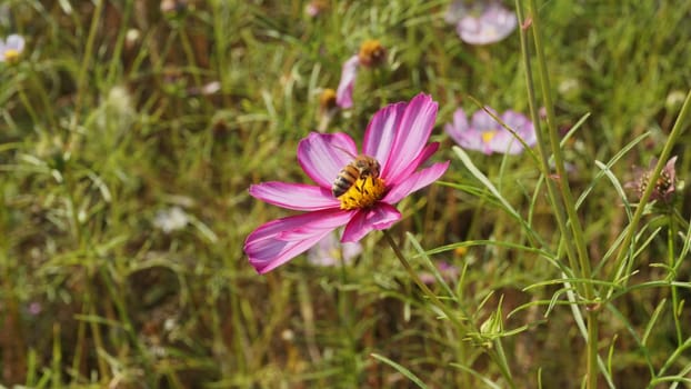 grassland,flower,petal,grass,plant,groundcover,meadow,botany,cosmos,purple,wildflower