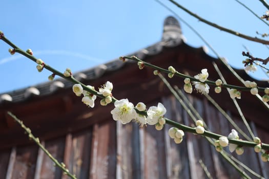 sky,tree,flower,petal,grass,plant,twig,wood,fence,architecture,blossom,branch,jewellery,metal,spring,turquoise