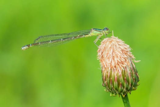 flower,dragonfly,plant,twig,insect,arthropod,damselfly,coenagrion,invertebrate,organism