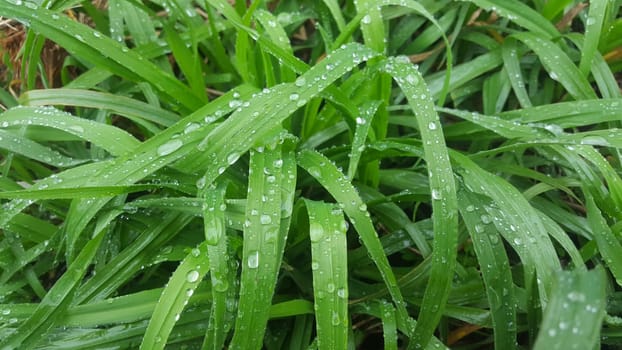 botany,vegetation,moisture,evergreen,water,liquid,grass,groundcover,dew,flower,green,leaf,plant