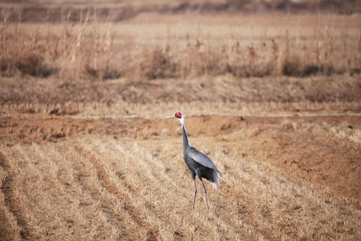 feather,beak,phasianidae,ecoregion,grassland,grass,plain,plant,bird,crane,vertebrate,wildlife