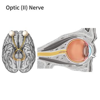 cranial,nerve,brain