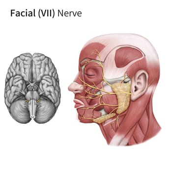 jaw,art,bone,brain,gesture,ear,nerve,plant,font,face,head,human,illustration,joint,medical,mouth,neck,nose,organ,organism,shoulder,skull