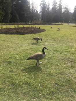 nature,grass,bird,animal