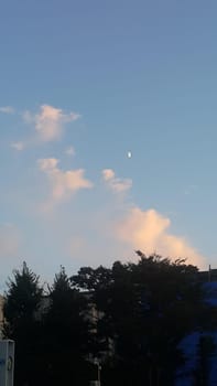 sky,atmosphere,tree,cloud,moon,cumulus,plant,daytime,evening,morning