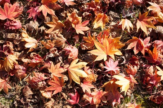 fall,fallenleaves,maple,autumn