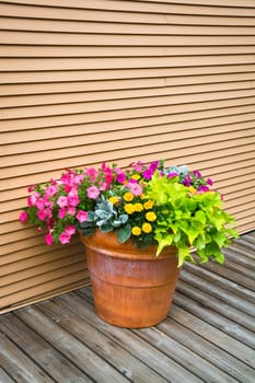 Colorful flowers in big earthenware jar on wooden siding background. Decorative flowers on wooden pavement of the street