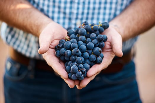 Its fresh, straight from nature. Closeup shot of a man holding a bunch of grapes