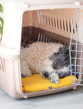 Travel carrier box for animals. Cute bichon frise dog sleeping in travel pet carrier, white wall background, copy space