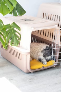 Travel carrier box for animals. Cute bichon frise dog sleeping in travel pet carrier, white wall background, copy space