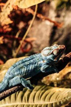 chameleon with rolling eyes in a terrarium close-up. A multicolored reptile with colorful skin. disguise and original vision. Exotic tropical pet. vertical photo