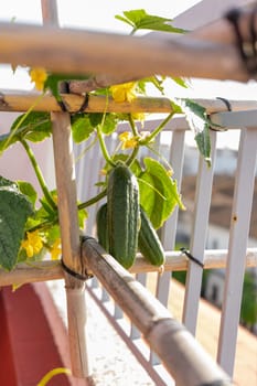 Close-up of a plantation of cucumbers in full growth with the vegetables in full development, grown in an urban garden on the roof of the house. Healthy food, own production