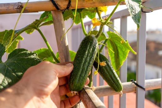 Hands holding a growing cucumber in the urban garden. Urban home gardening concept, healthy food.