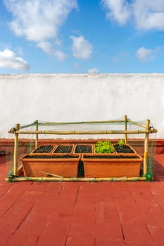 Organic crops in plastic pots in the urban garden on the terrace of the house, protected with structures of reeds and nets to protect them from birds