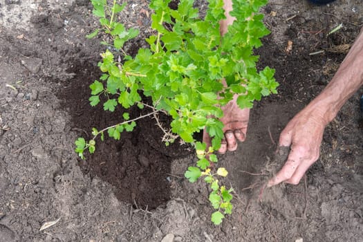 A man planted a gooseberries in his garden, spring seasonal work, gardener working without gloves ,High quality photo