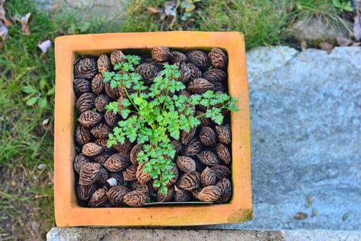 Parsley in a pot with peach pits in a garden