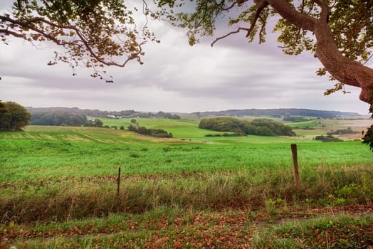 Nature, environment and landscape with field in countryside for grass, sustainability and spring. Green, forest and trees with peaceful meadow in Denmark for ecology, plants and travel adventure.