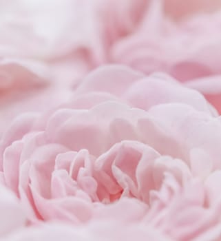 Pale pink roses. Soft focus. Macro flowers background for holiday brand design.