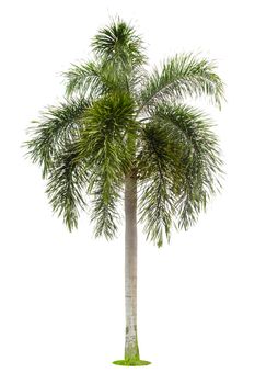 The palm tree isolated on white background.