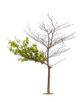 Dead tree on one side and living tree on the different side. Isolated on a white background.