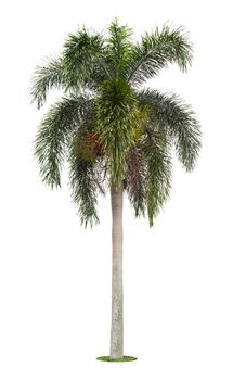 Beautiful green palm tree isolated on white background.