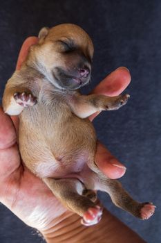 Holding adorable newborn puppy dog in the hand