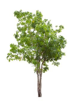 The freshness big green tree isolated on white background.