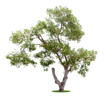The freshness big green tree isolated on white background.