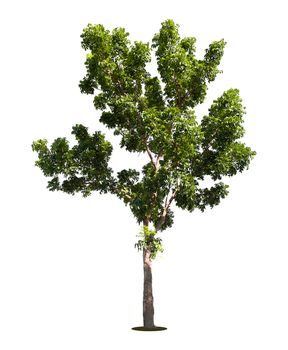 Beautiful green tree isolated on white background.