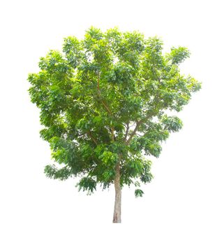 The freshness big green tree isolated on white background.