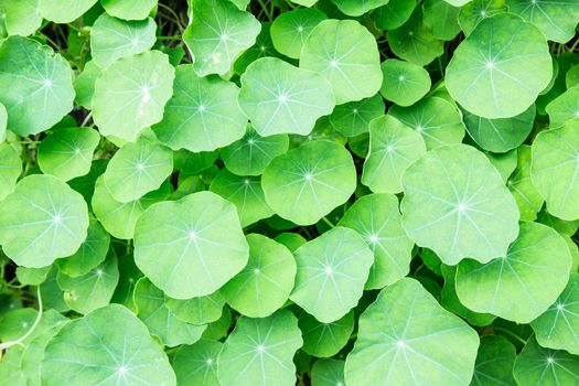Green young leaves of Nasturtium (Tropaeolum) plant.